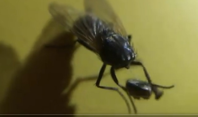 【閲覧注意】斬首された自らの生首を大切そうに抱えて生きる「ゾンビバエ」が激撮される! 認知能力も現存、長く生きる可能性!の画像1