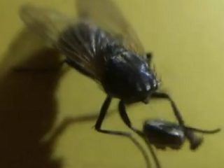 2ページ目 母親に犯された娘 セックス カルトの犠牲者アナベルが語る 7歳からの儀式