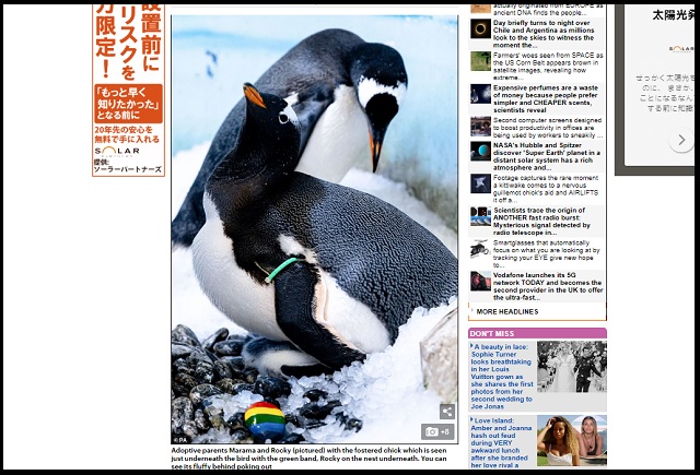 ペンギンのレズビアンカップル、子育て名人だと発覚! 育児も巣作りもノンケより上手だった!の画像2