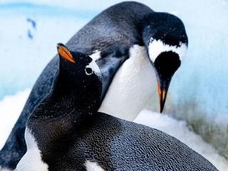 ペンギンのレズビアンカップル、子育て名人だと発覚！ 育児も巣作りもノンケより上手だった！