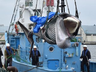 日本の商業捕鯨再開で海外から怒りの声多数「野蛮、恥を知れ」「日本製品はボイコットしろ」反論も…!?