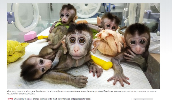 ついに「サル人間」が中国で誕生か！ ヒトとサルのハイブリッド胚を２週間培養、研究の真の目的がやばい!?の画像2