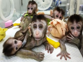 ついに「サル人間」が中国で誕生か！ ヒトとサルのハイブリッド胚を２週間培養、研究の真の目的がやばい!?