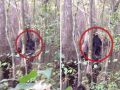 「史上最高のビッグフット映像」の存在が発覚！ まじやばい…UMAスカンク・エイプの可能性も＝米