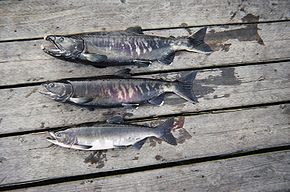 人類でただ1人の性癖「魚癖」を持つ男、マリオネットブラザーズ井上が自らの異常性癖を激白! 女よりも死にかけの魚に興奮、AVを見て嘔吐、魚動画オナニー!の画像3
