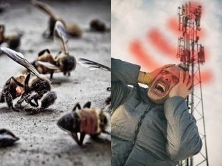 5Gアンテナ周囲でミツバチが大量死する超ヤバい事態！ 人体への影響を訴える研究多数、懸念広がる！
