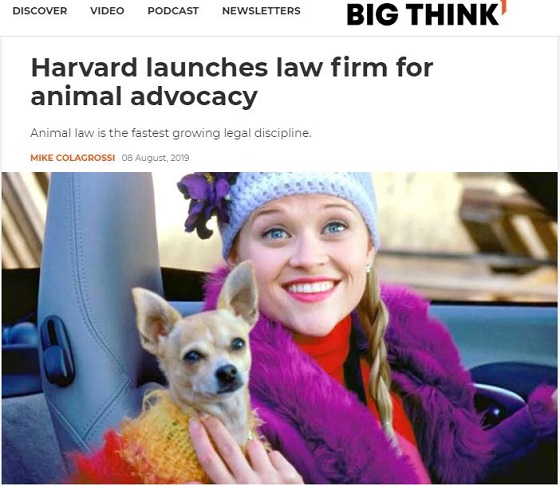ハーバード・ロースクールが動物弁護士を養成へ! 気候変動、動物実験、虐待などから動物の権利をガチ保護!の画像2