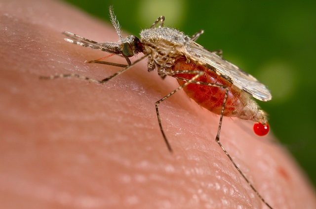 【決定版】蚊に刺されやすい人の本当の特徴5つが判明！ 血液型、食事、仕草…アナタばかり刺される理由とは!?の画像3