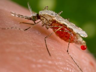 蚊に刺されやすい人の”本当の特徴”5つが判明！ 血液型、食事、仕草…アナタばかり刺される理由とは!?