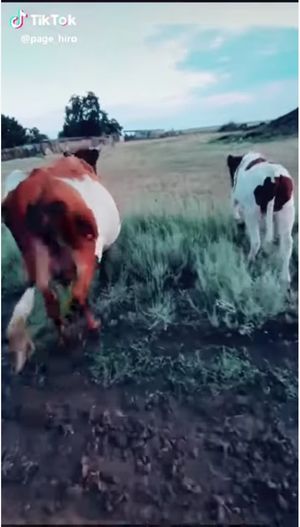 【閲覧注意】メス牛のワレメをこすって刺激すると何が起こる!? 意外すぎる結果に全世界驚愕、牛の股間ミステリー!の画像2