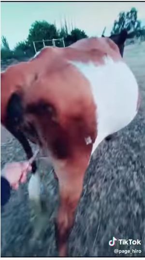 【閲覧注意】メス牛のワレメをこすって刺激すると何が起こる!? 意外すぎる結果に全世界驚愕、牛の股間ミステリー!の画像1
