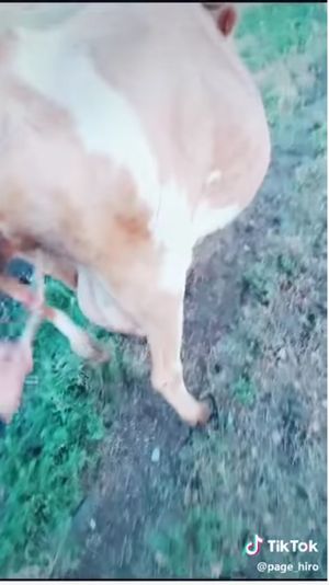 【閲覧注意】メス牛のワレメをこすって刺激すると何が起こる!? 意外すぎる結果に全世界驚愕、牛の股間ミステリー!の画像4