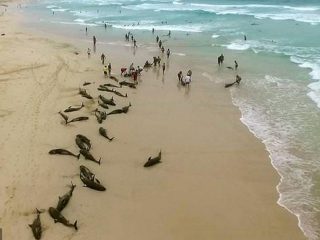 200頭以上のイルカが浜辺に打ち上げられる異常事態発生！ 地震か自殺か…集団座礁の謎=アフリカ