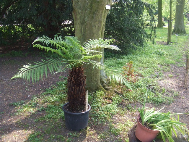 植物にも意識と知性が存在…脳さえ持っている可能性! 人間に似た20の感覚もの画像3