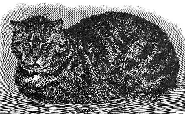 スパイとしてカラスやネコら動員「CIAが開発したやばい武器TOP6」! LSDや新興宗教も兵器化!の画像3