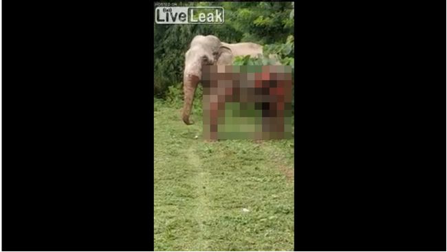 【閲覧注意】列車とゾウが衝突するとこうなる! ボロボロの瀕死状態で懸命に線路から立ち退こうとする姿に涙…!!!の画像1