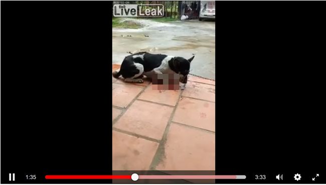 【閲覧注意】犬の前足をナタでぶった斬る鬼畜おばさんの映像流出! 弱々しく悶える犬は… 動物虐待が野放し、ベトナムの現状の画像1