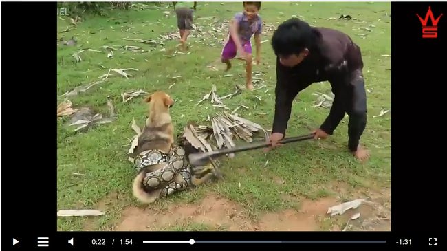 【閲覧注意】ニシキヘビと少年3人の壮絶すぎる2分間の死闘! 絞め殺されそうな犬を救出しようと… 衝撃の結末=中国の画像2