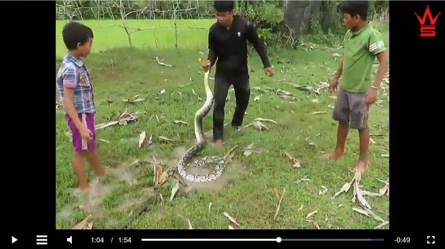 【閲覧注意】ニシキヘビと少年3人の壮絶すぎる2分間の死闘! 絞め殺されそうな犬を救出しようと… 衝撃の結末=中国の画像4