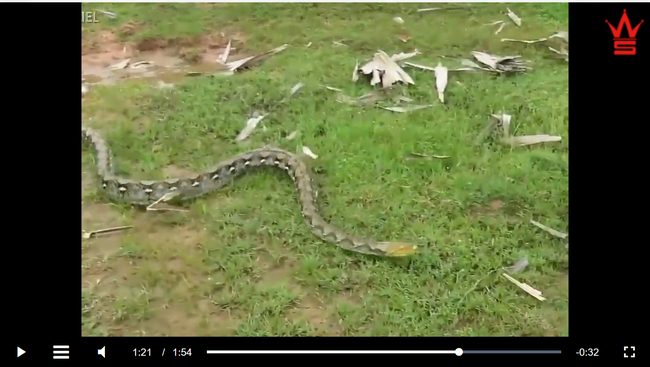 【閲覧注意】ニシキヘビと少年3人の壮絶すぎる2分間の死闘! 絞め殺されそうな犬を救出しようと… 衝撃の結末=中国の画像5