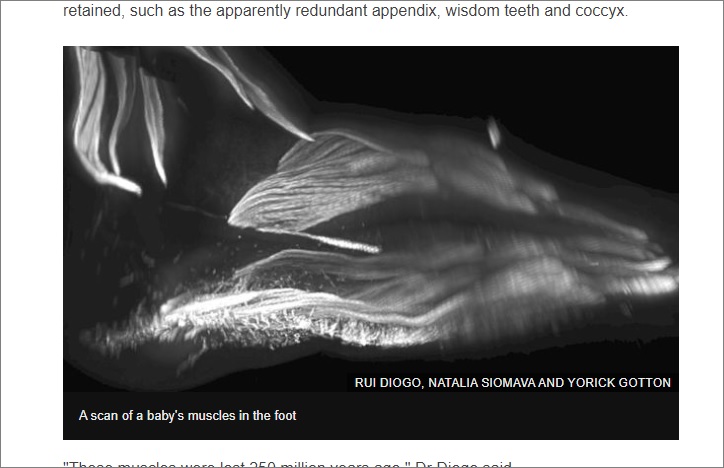 研究で「胎児はトカゲの手をしている」ことが新発覚！ 謎の爬虫類筋肉の名残が超話題、科学界に激震！の画像3