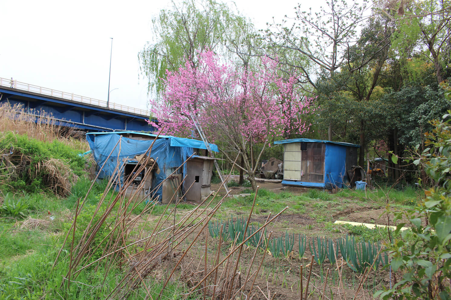 台風19号で 破壊 された多摩川のホームレス小屋 おじさんを取材 ざまあみろ バチが当たった と笑う住民も 村田らむルポ