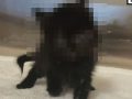 【閲覧注意】“顔が2つある”異形の子猫が誕生！ 2つの口が餌を奪い合い、母猫は育児放棄…