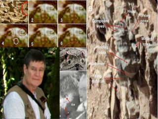 「火星に生きた昆虫が存在」米大学教授が証拠を学会で発表！ ハチや爬虫類、虫の巣も発見！