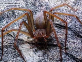 最恐の新種毒グモが発見される！ たった一噛みで人肉が腐り…！