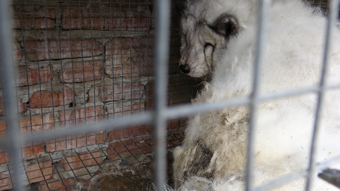 超 閲覧注意 口と肛門から電極棒 叩いて首折り 生きたまま皮剥ぎ 最凶の動物虐待 毛皮産業を活動家が告発 インタビュー