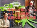 今年の大麻ニュース ベスト10！ 大麻サウナ、CBDオイル、あの国の大麻ビジネス…高樹沙耶×石丸元章が選出！