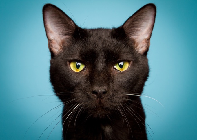 「猫は飼い主のことを食べたくて仕方ない」最新研究で判明! 特に好む部位も判明!の画像1