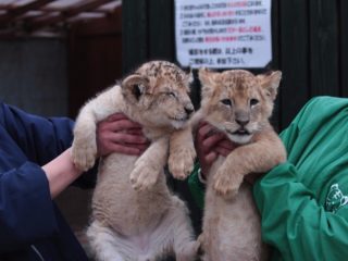 香川県「しろとり動物園」で“子供たちに一番人気だった動物”が意外過ぎる！ 赤ちゃんタイガーでもなく…村田らむが取材