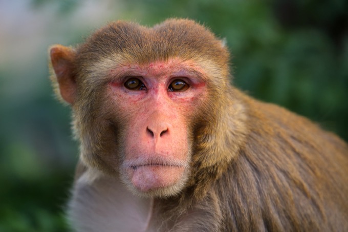 新型コロナウイルスより高い致死率50%! 米で「ヘルペスB」に感染したサルが暴走中、人間に感染の恐れ!の画像1