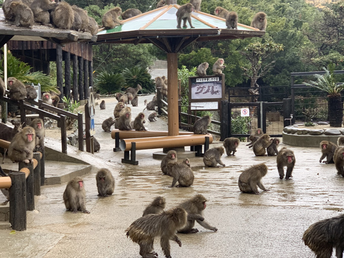「大量の猿」に囲まれる恐怖を日本で味わえる！ 淡路島モンキーセンターに村田らむが潜入…野生の弱肉強食エグすぎ！の画像5