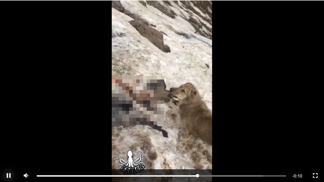 【閲覧注意】極寒の地で凍死した人間がオオカミの餌食になる衝撃的映像！ 死肉を噛みちぎって貪る「野生の現実」の画像1