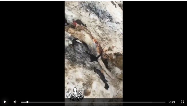 【閲覧注意】極寒の地で凍死した人間がオオカミの餌食になる衝撃的映像! 死肉を噛みちぎって貪る「野生の現実」の画像2