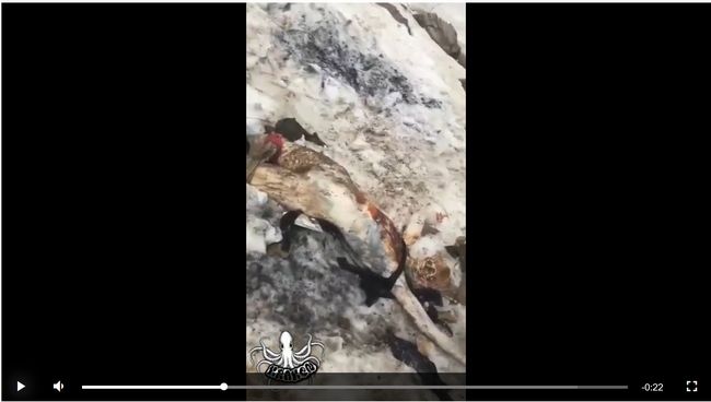 【閲覧注意】極寒の地で凍死した人間がオオカミの餌食になる衝撃的映像! 死肉を噛みちぎって貪る「野生の現実」の画像3