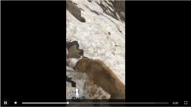 【閲覧注意】極寒の地で凍死した人間がオオカミの餌食になる衝撃的映像! 死肉を噛みちぎって貪る「野生の現実」の画像4