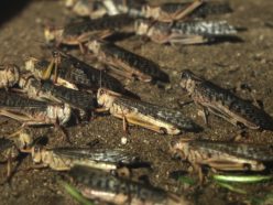 4000億匹の「バッタの大群」中国侵入へ、終末の前兆か!? ババ・ヴァンガの滅亡予言が現実に…日本はどうなる？