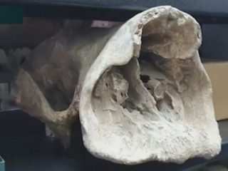 「南米のイエティ」の超巨大化石が発見され、正式に新種と認定！ 体長2m越え…UMA「ディディ」の可能性も！