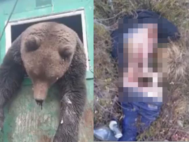 【閲覧注意】空腹のクマに襲撃された被害者が悲惨すぎる! 顔面を抉り取られ、内臓を食い荒らされ、バラバラに解体され…=露の画像1