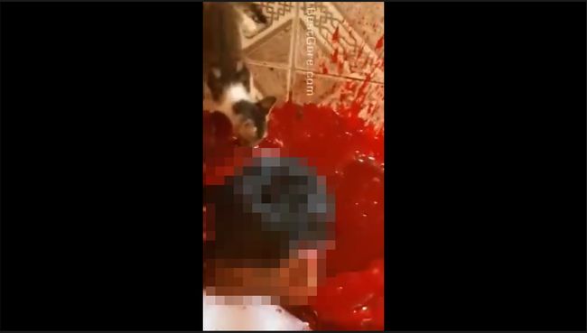 【閲覧注意】殺された飼い主の血と脳味噌を喰らうネコが撃撮される！ 夢中でペロペロ… ギャング犯罪現場のリアル＝ブラジルの画像1