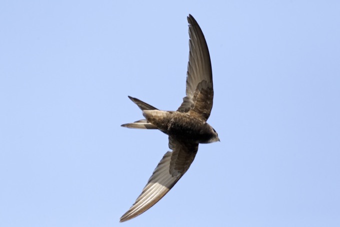 10カ月ずっと着陸せずに飛び続ける鳥の謎! 食事も交尾も睡眠も空中、寿命20年… 驚きの生態とは!?の画像1