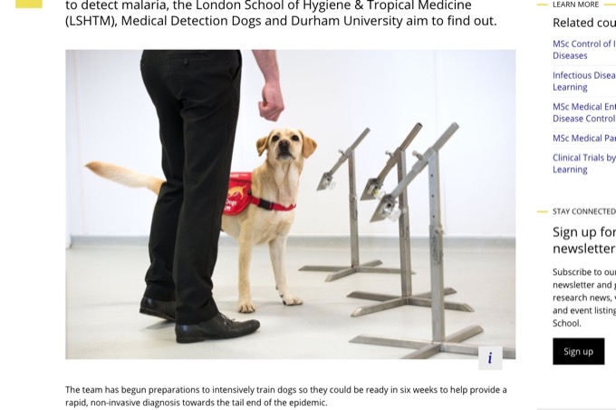 新型コロナ感染者を「ニオイ」で識別へ! 英国がウイルス探知犬を訓練中、1時間で750人を大量検査可能!の画像1