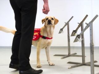 新型コロナ感染者を「ニオイ」で識別へ！ 英国が“ウイルス探知犬”を訓練中、1時間で750人を大量検査可能！