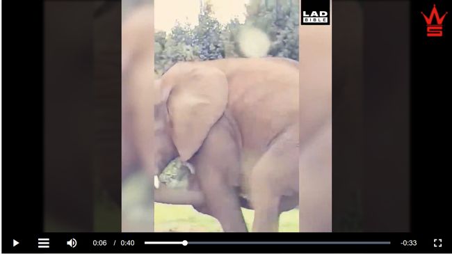 【閲覧注意】セルフフェラするゾウが撃撮される! 鼻で激しくペニス吸引、よがり声を上げて昇天… 実は謎に満ちた生態の画像4