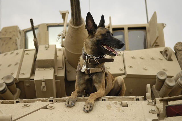 すべての犬は超能力を持っていると判明! 米軍のサイキックドッグも実在…「超心理学の父」ライン博士のESP極秘実験とは?の画像4