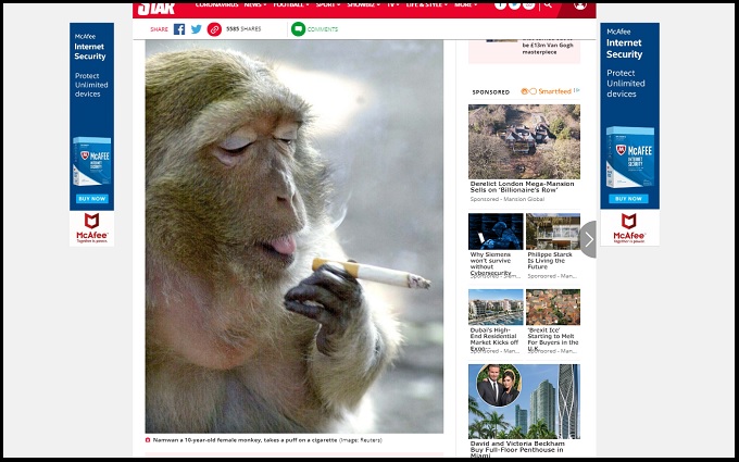 新型コロナで「喫煙サル」が急増!? ストレスをためた猿が次々とニコ中に…！の画像1