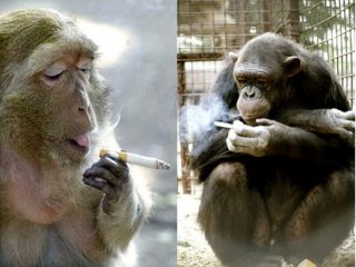 新型コロナで「喫煙サル」が急増!? ストレスをためた猿が次々とニコ中に…！